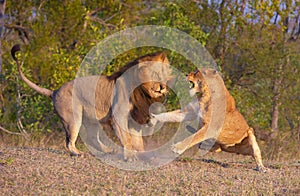 Lion (panthera leo) and lioness fighting
