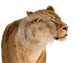 Lion, Panthera leo, lionesse portrait on white background