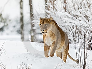Lion, Panthera leo, lionesse standing in snow, looking to the left. Horizontal image, snowy trees in the background