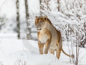 Lion, Panthera leo, lionesse standing in snow, looking to the left. Horizontal image, snowy trees in the background