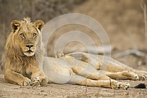 Lion (Panthera leo) lying on his side