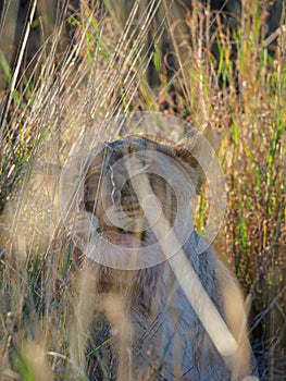 Lion, panthera leo. Madikwe Game Reserve, South Africa