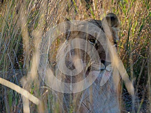 Lion, panthera leo. Madikwe Game Reserve, South Africa