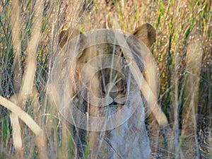 Lion, panthera leo. Madikwe Game Reserve, South Africa