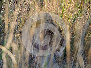 Lion, panthera leo. Madikwe Game Reserve, South Africa