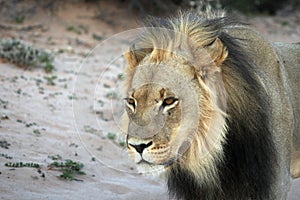 Lion Panthera leo male with black mane on patrol.