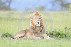 Lion (Panthera leo) male, lying down on savanna, looking up,