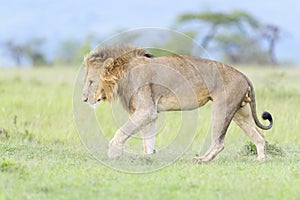 Lion (Panthera leo) male, walking on savanna,