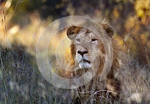 Lion Panthera leo  Okavango Delta - Botswana