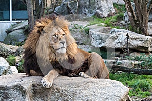 The lion, Panthera leo is one of the four big cats in the genus Panthera