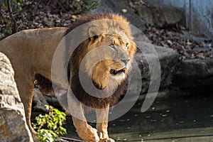 The lion, Panthera leo is one of the four big cats in the genus Panthera