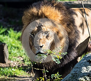 The lion, Panthera leo is one of the four big cats in the genus Panthera