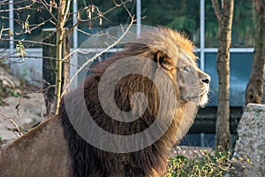 The lion, Panthera leo is one of the four big cats in the genus Panthera