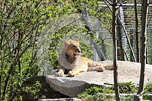 The lion, Panthera leo is one of the four big cats in the genus Panthera