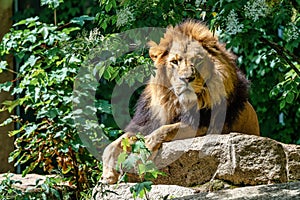 The lion, Panthera leo is one of the four big cats in the genus Panthera