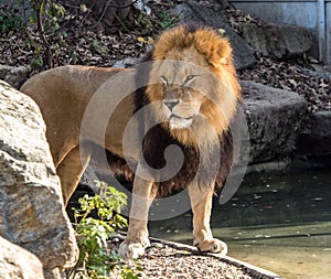 The lion, Panthera leo is one of the four big cats in the genus Panthera