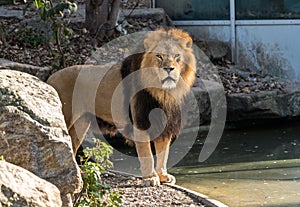 The lion, Panthera leo is one of the four big cats in the genus Panthera