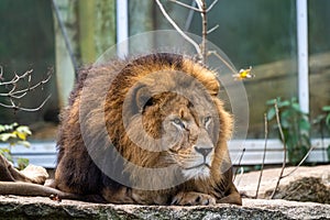 The lion, Panthera leo is one of the four big cats in the genus Panthera