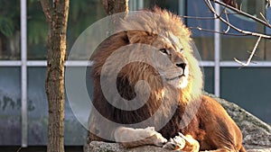 The lion, Panthera leo is one of the four big cats in the genus Panthera