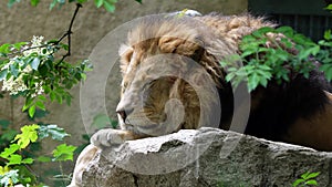 The lion, Panthera leo is one of the four big cats in the genus Panthera