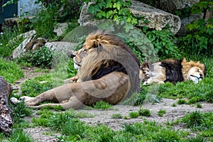 The lion, Panthera leo is one of the four big cats in the genus Panthera