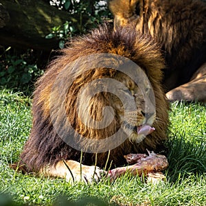 The lion, Panthera leo is one of the four big cats in the genus Panthera