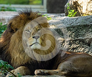 The lion, Panthera leo is one of the four big cats in the genus Panthera