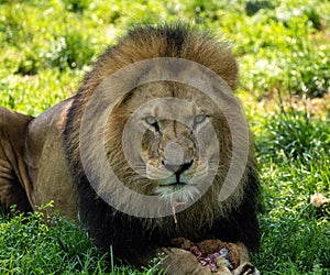 The lion, Panthera leo is one of the four big cats in the genus Panthera