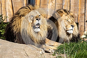 The lion, Panthera leo is one of the four big cats in the genus Panthera