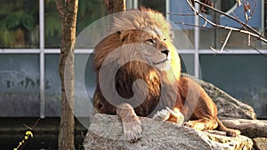 The lion, Panthera leo is one of the four big cats in the genus Panthera and a member of the family Felidae