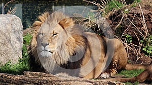 The lion, Panthera leo is one of the four big cats in the genus Panthera and a member of the family Felidae