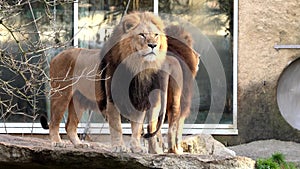 The lion, Panthera leo is one of the four big cats in the genus Panthera and a member of the family Felidae