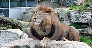 The lion, Panthera leo is one of the four big cats in the genus Panthera and a member of the family Felidae