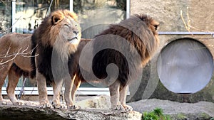 The lion, Panthera leo is one of the four big cats in the genus Panthera and a member of the family Felidae