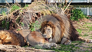 The lion, Panthera leo is one of the four big cats in the genus Panthera and a member of the family Felidae