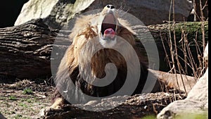 The lion, Panthera leo is one of the four big cats in the genus Panthera and a member of the family Felidae