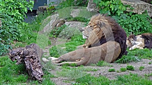 The lion, Panthera leo is one of the four big cats in the genus Panthera and a member of the family Felidae