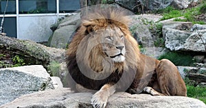 The lion, Panthera leo is one of the four big cats in the genus Panthera and a member of the family Felidae