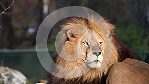 The lion, Panthera leo is one of the four big cats in the genus Panthera and a member of the family Felidae