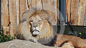 The lion, Panthera leo is one of the four big cats in the genus Panthera and a member of the family Felidae