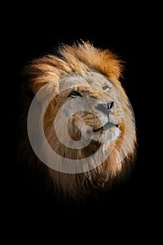 The lion, panthera leo. Portrait of majestic mammal. Big male lion`s head.