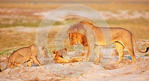 Lion (panthera leo) pride