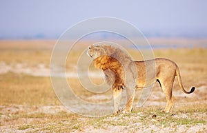 Lion (panthera leo) in savanna