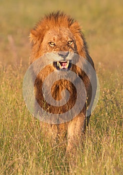 Lion (panthera leo) in savannah