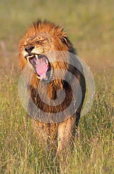 Lion (panthera leo) in savannah