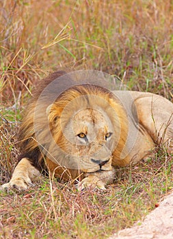 Lion (panthera leo) in savannah