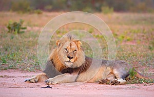 Lion (panthera leo) in savannah