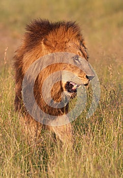 Lion (panthera leo) in savannah