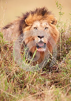 Lion (panthera leo) in savannah