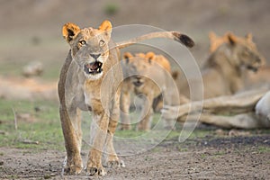 Lion (Panthera leo) snarl